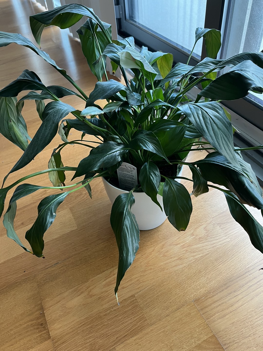 Plants 15 CAD each, 25CAD if you take both - photo 4