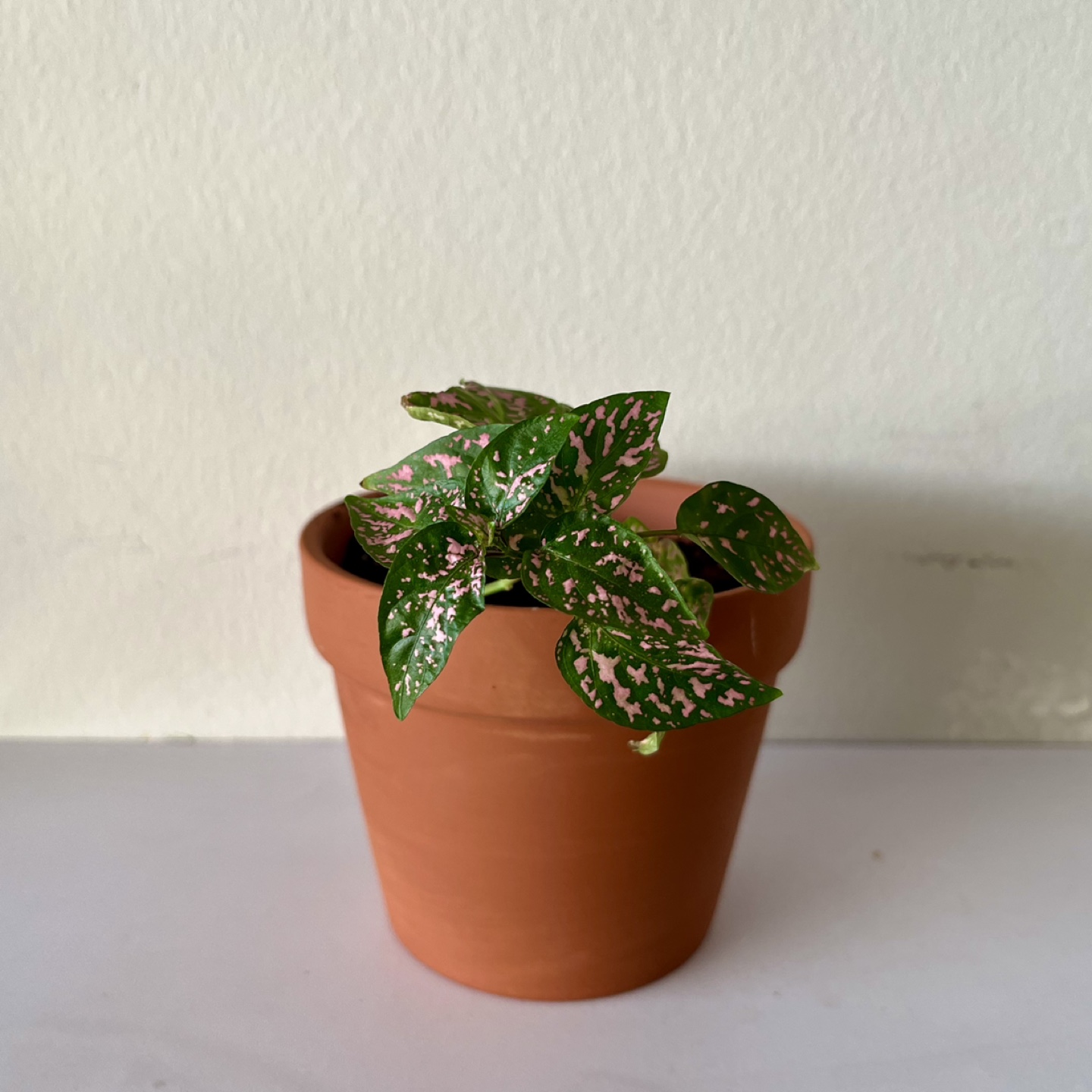 Polka Dot Plant - Terracotta Pot thumbnail