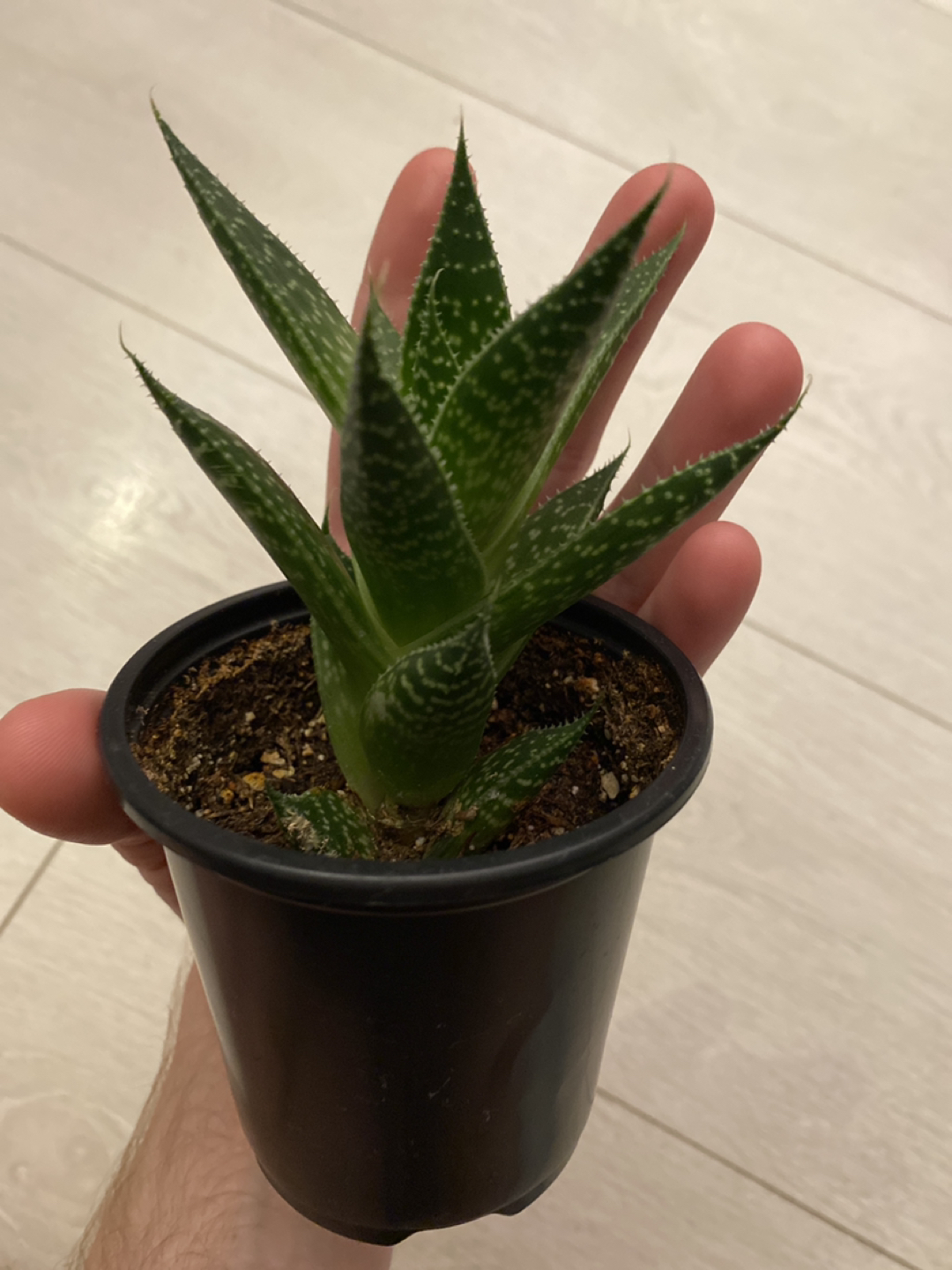 Tiger Aloe image indicator(3)