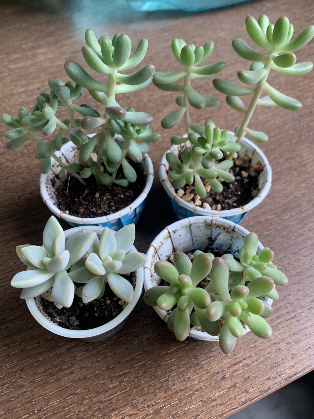 #freecycle Succulent props thumbnail