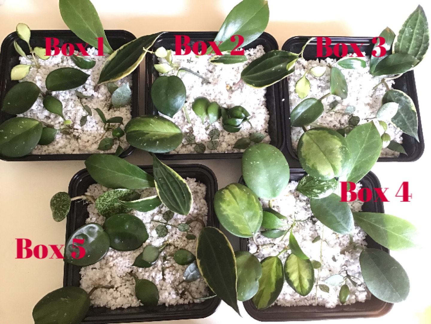 Hoya Prop Box plant bundles