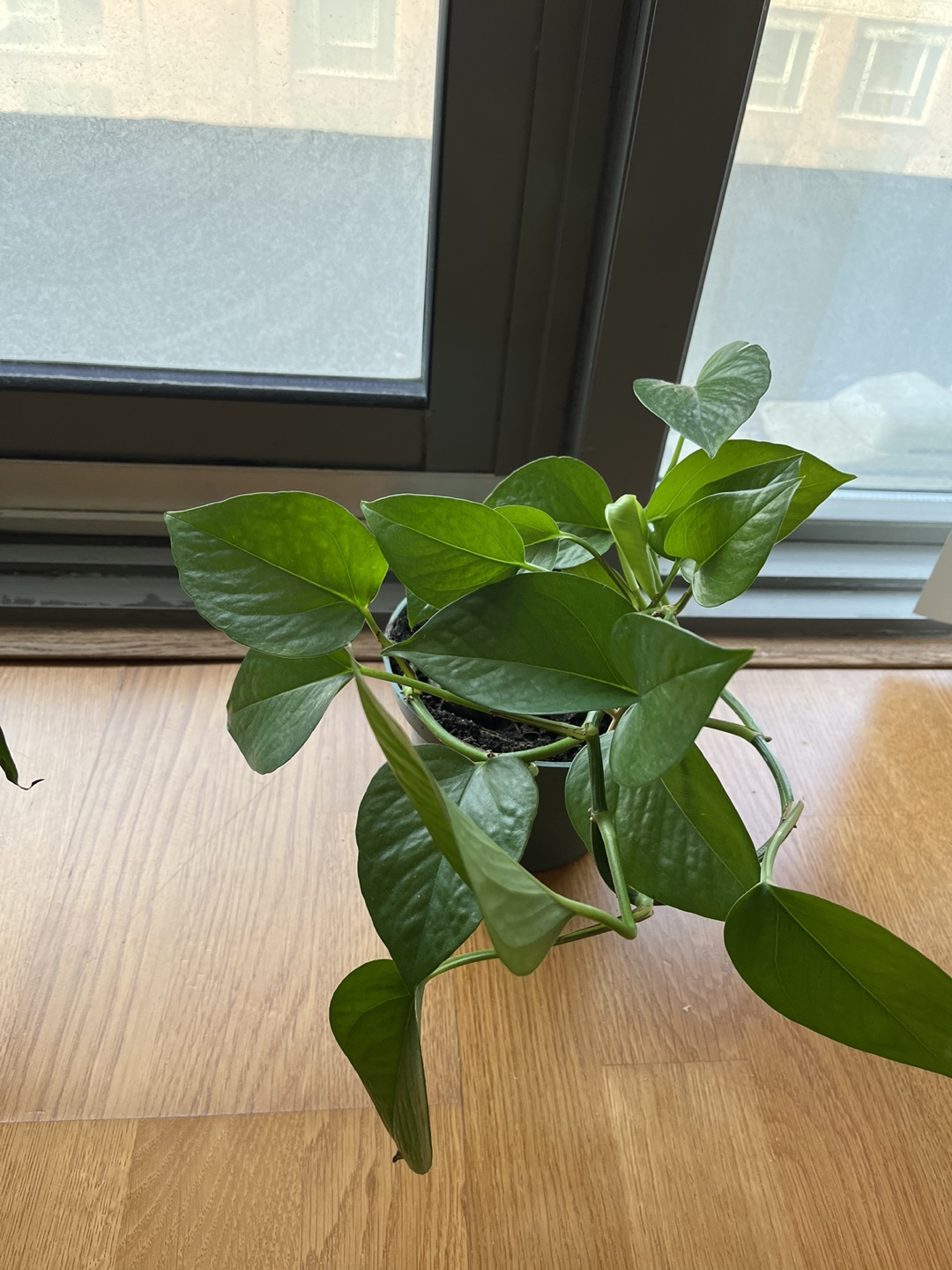 Plants 15 CAD each, 25CAD if you take both
