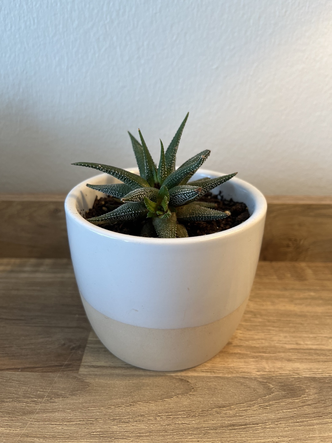 Succulent in Ceramic Pot thumbnail