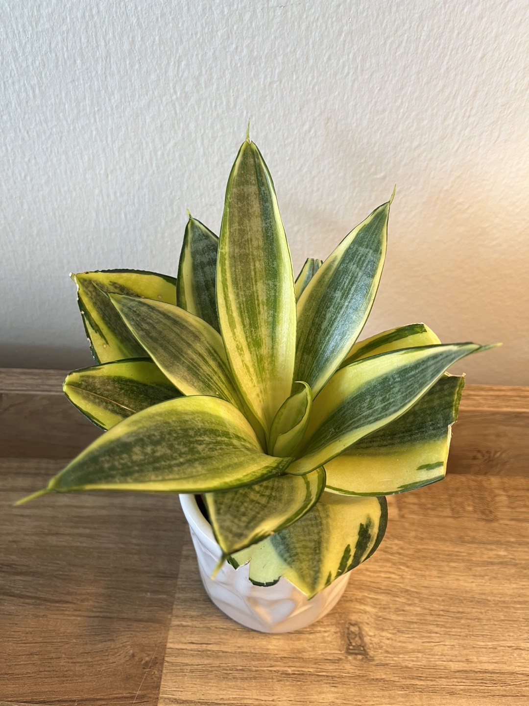 Snake Plant in Ceramic Pot thumbnail