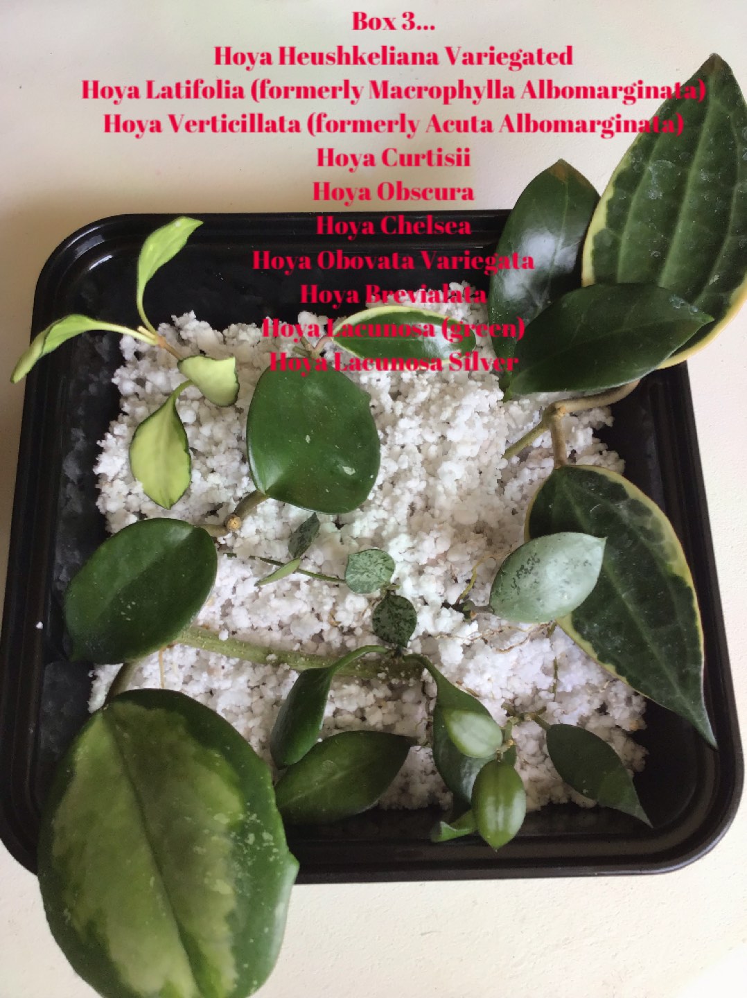 Hoya Prop Box plant bundles - photo 4