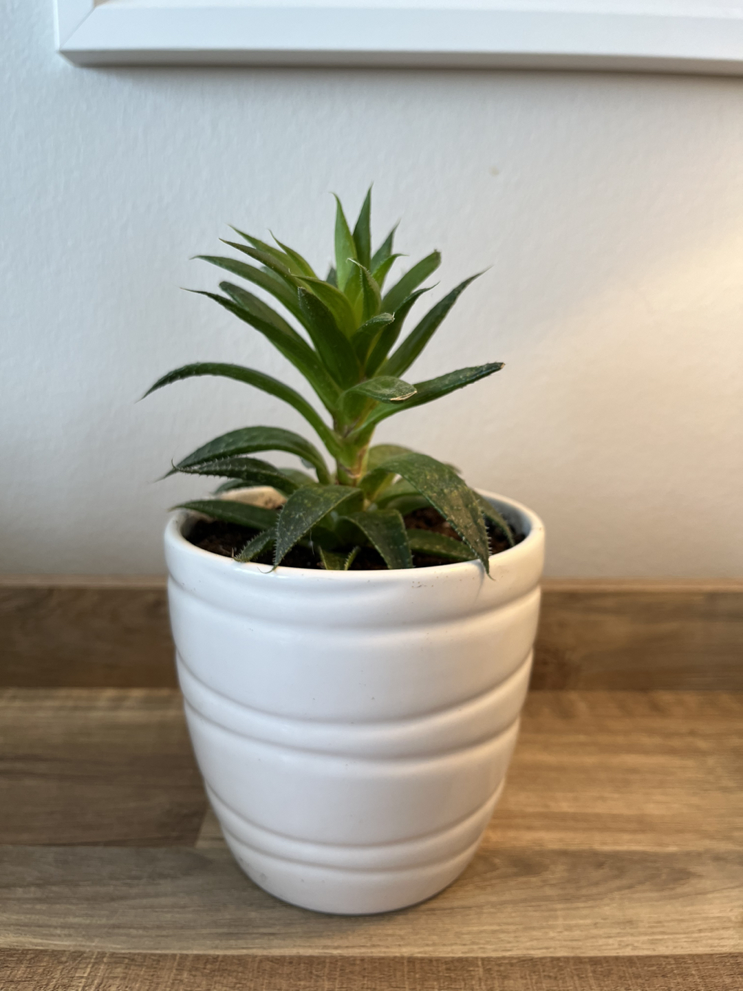 Succulent in Ceramic Pot thumbnail