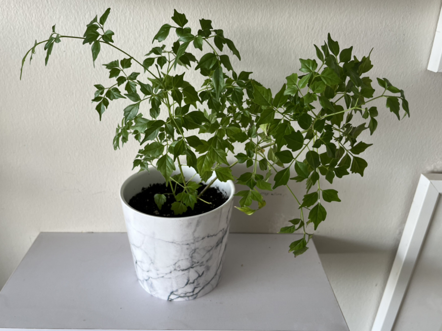 China Doll Plant - Faux Marble Pot - LOW maintenance! thumbnail