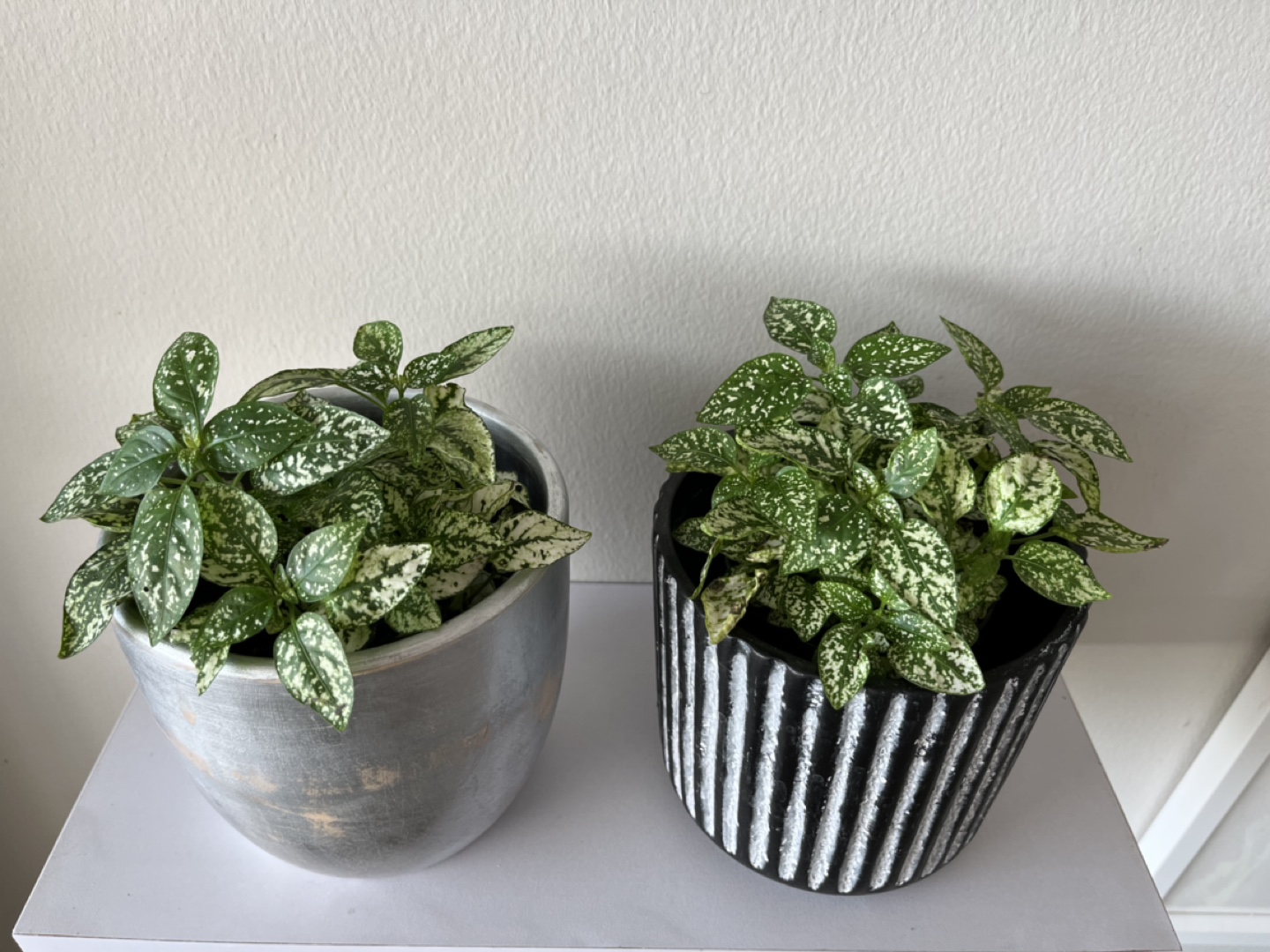 Polka Dot Plants - Low Maintenance thumbnail