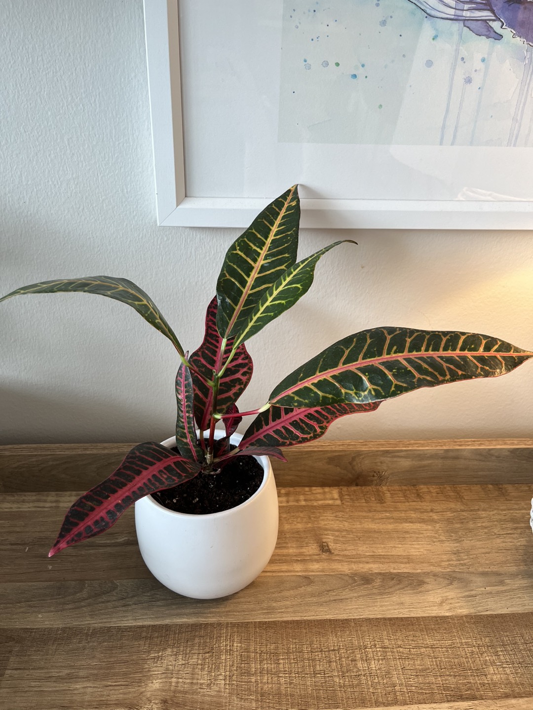 Croton - Unique Colour Scheme thumbnail