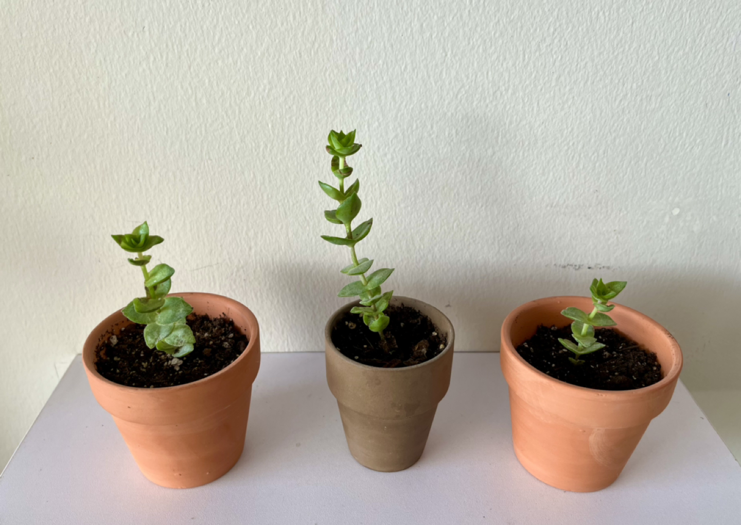 Succulents in Pot thumbnail