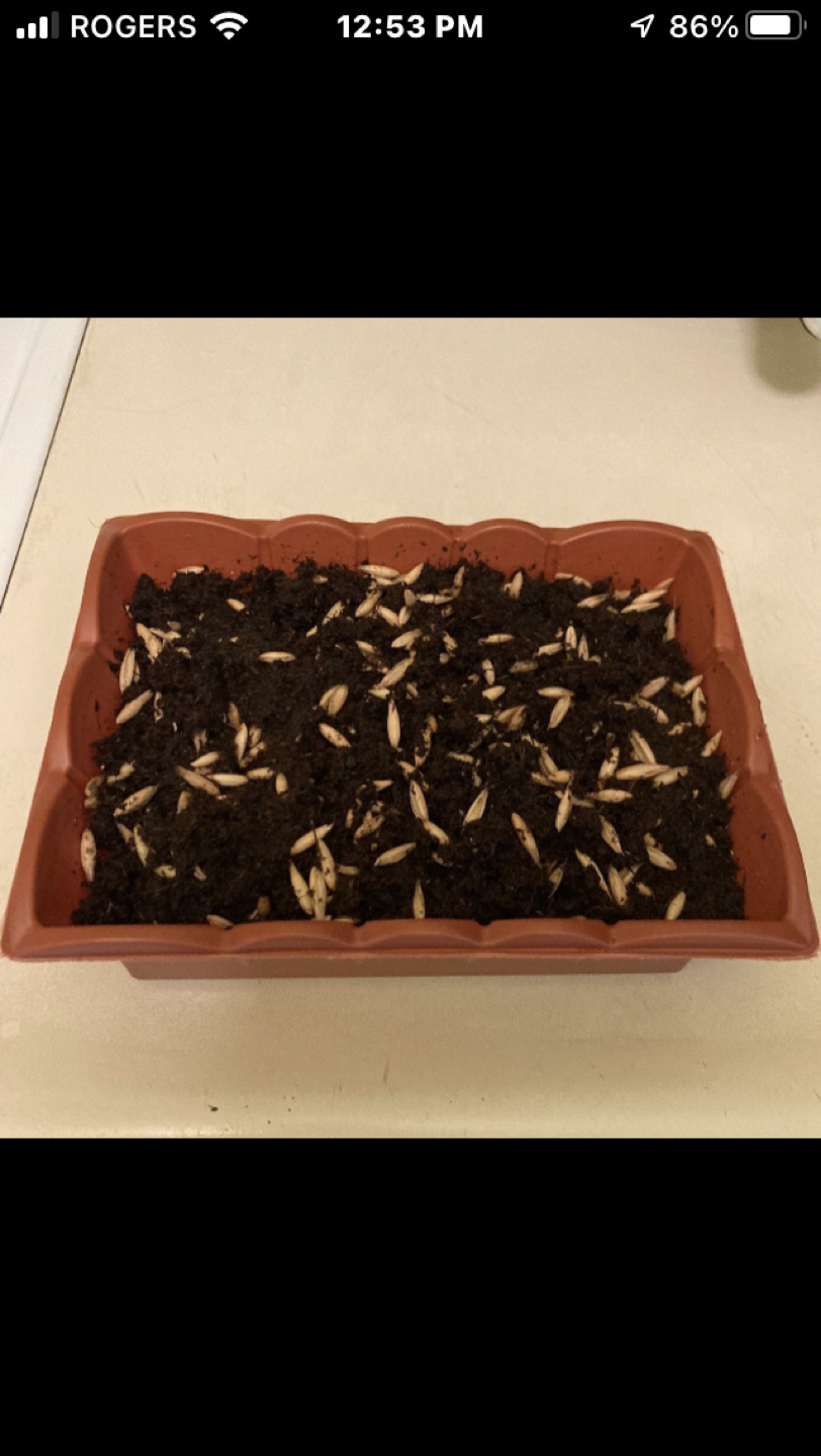 Cat grass - photo 2