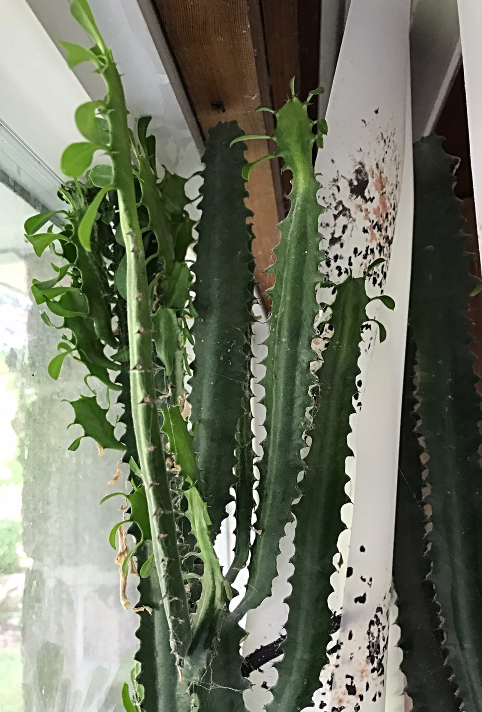 Euphorbia Trigona Cactus plant for sale thumbnail