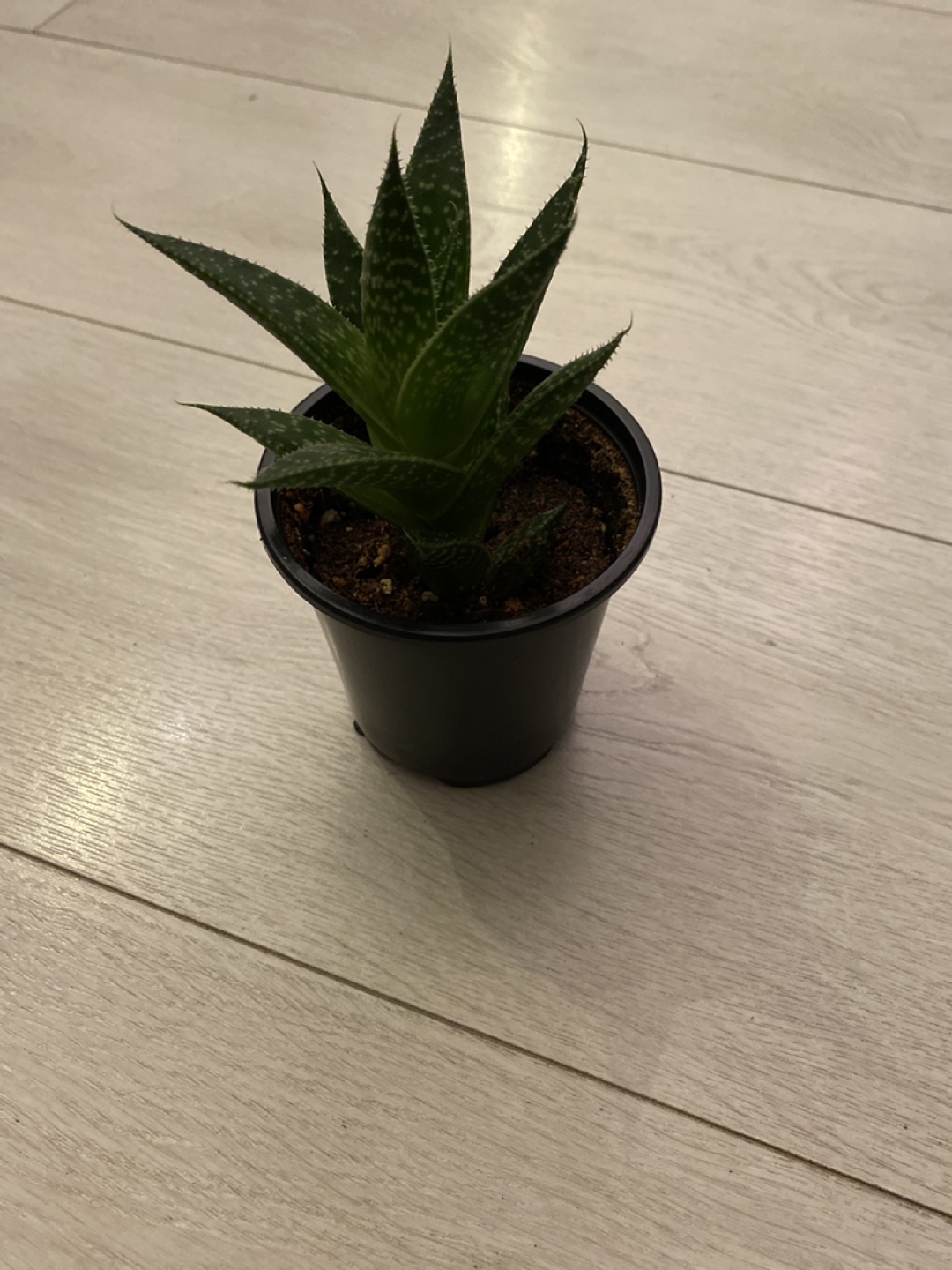 Tiger Aloe image indicator(2)