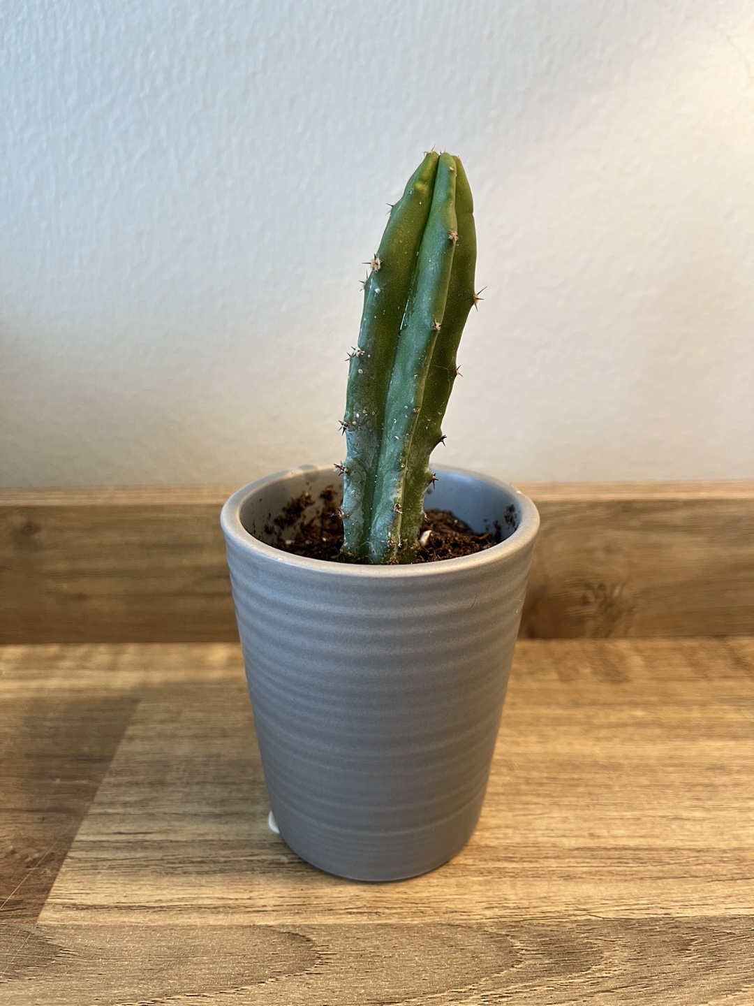 Cactus - Small thumbnail