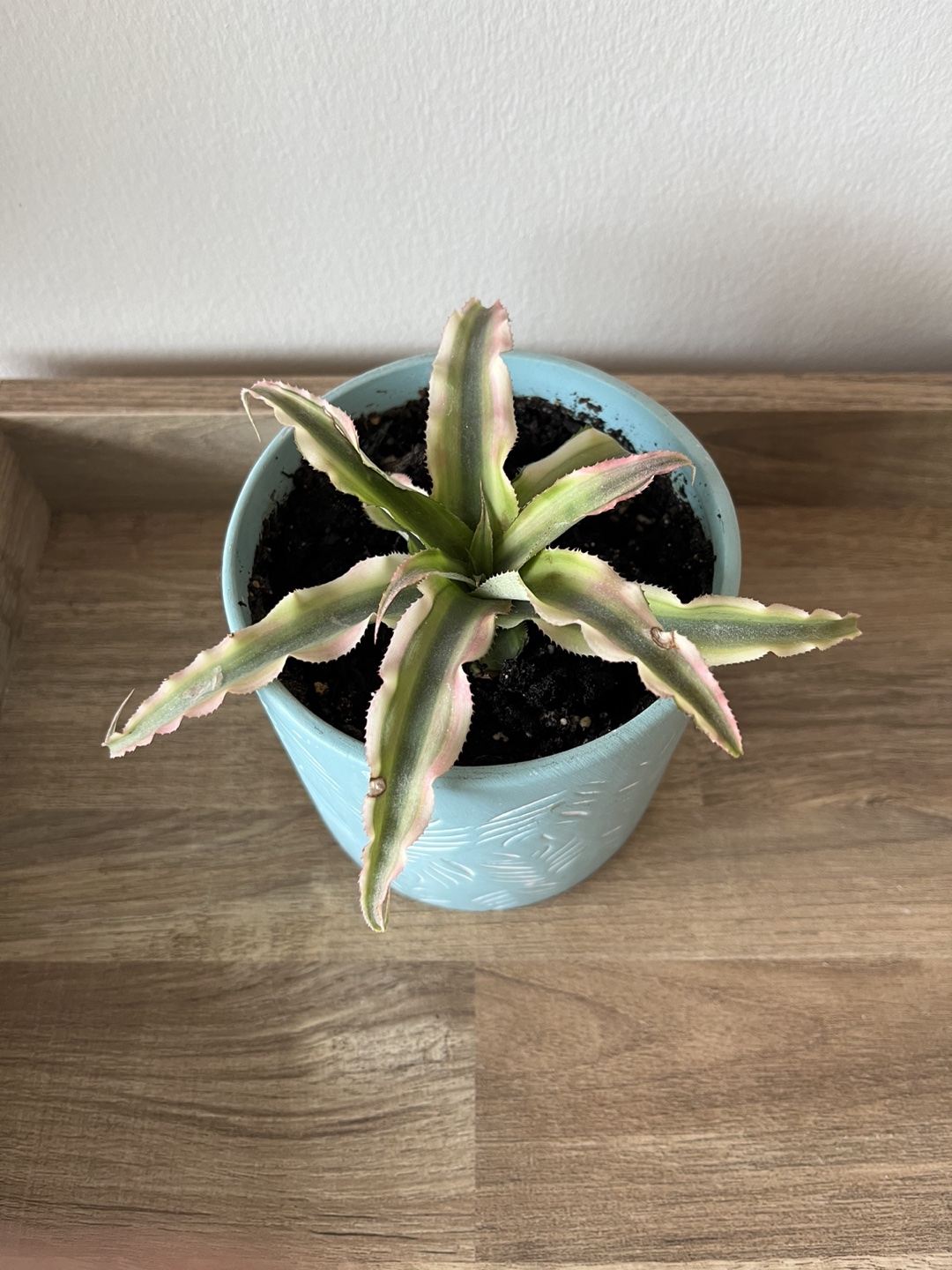 Exotic Succulent in Light Blue Pot thumbnail