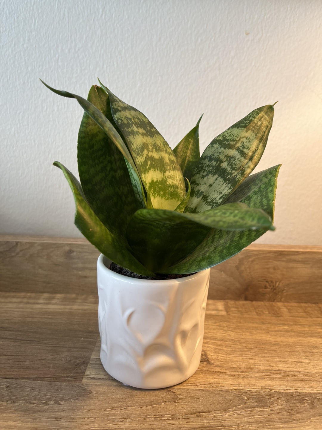 Snake Plant in Cute Pot -LUSH NEW GROWTH thumbnail