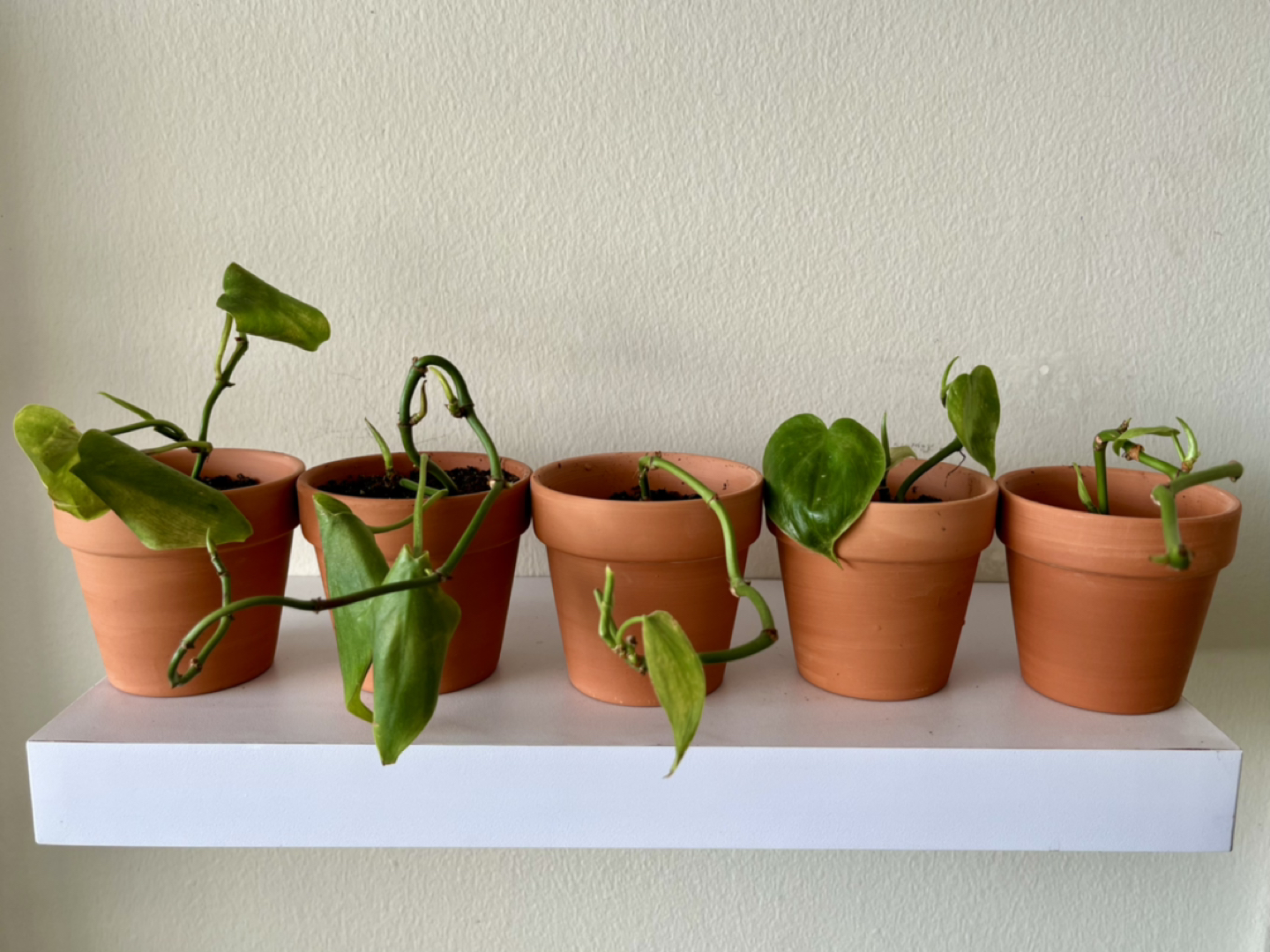 Heart Potho Plants - Terracotta Pots thumbnail