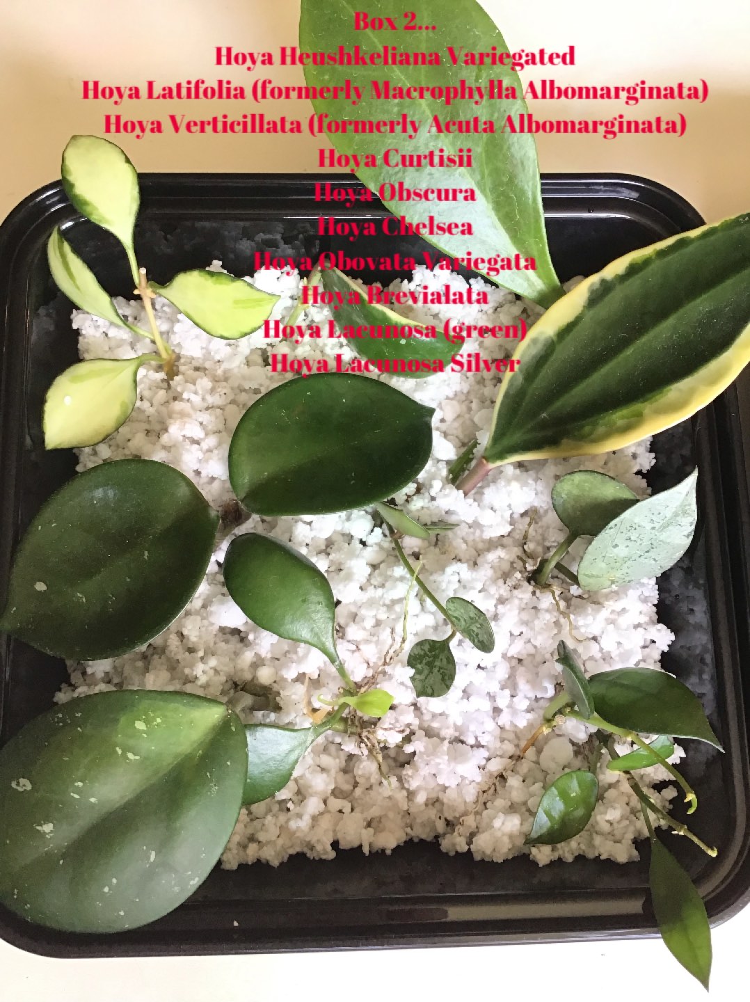 Hoya Prop Box plant bundles - photo 3
