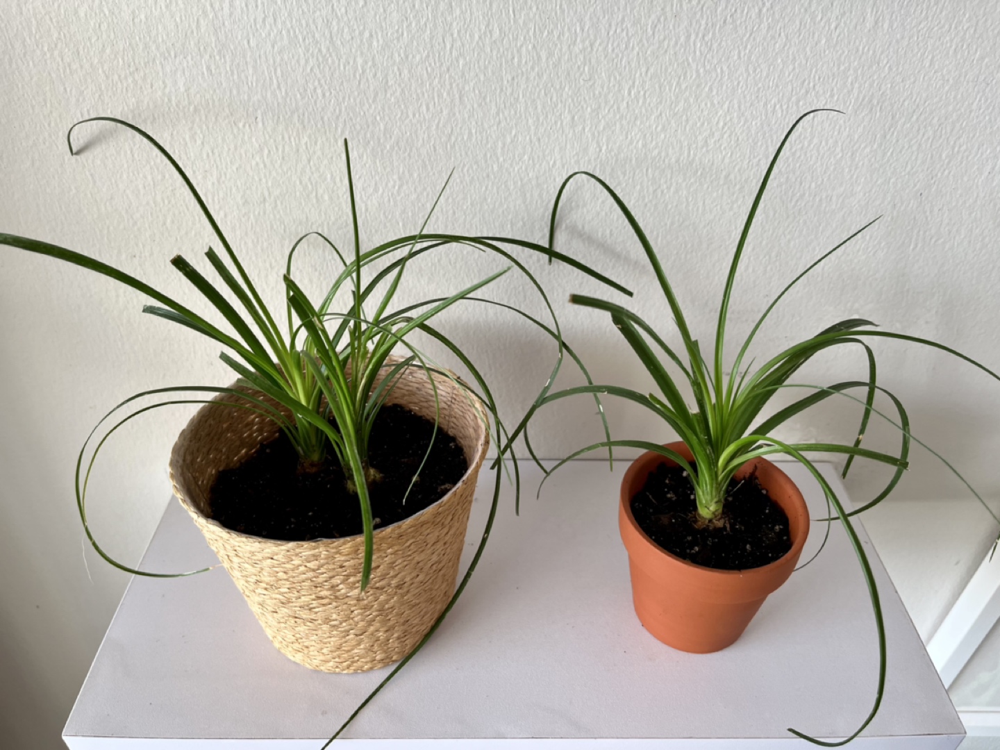 Pony Tail Palm Tree Plants thumbnail