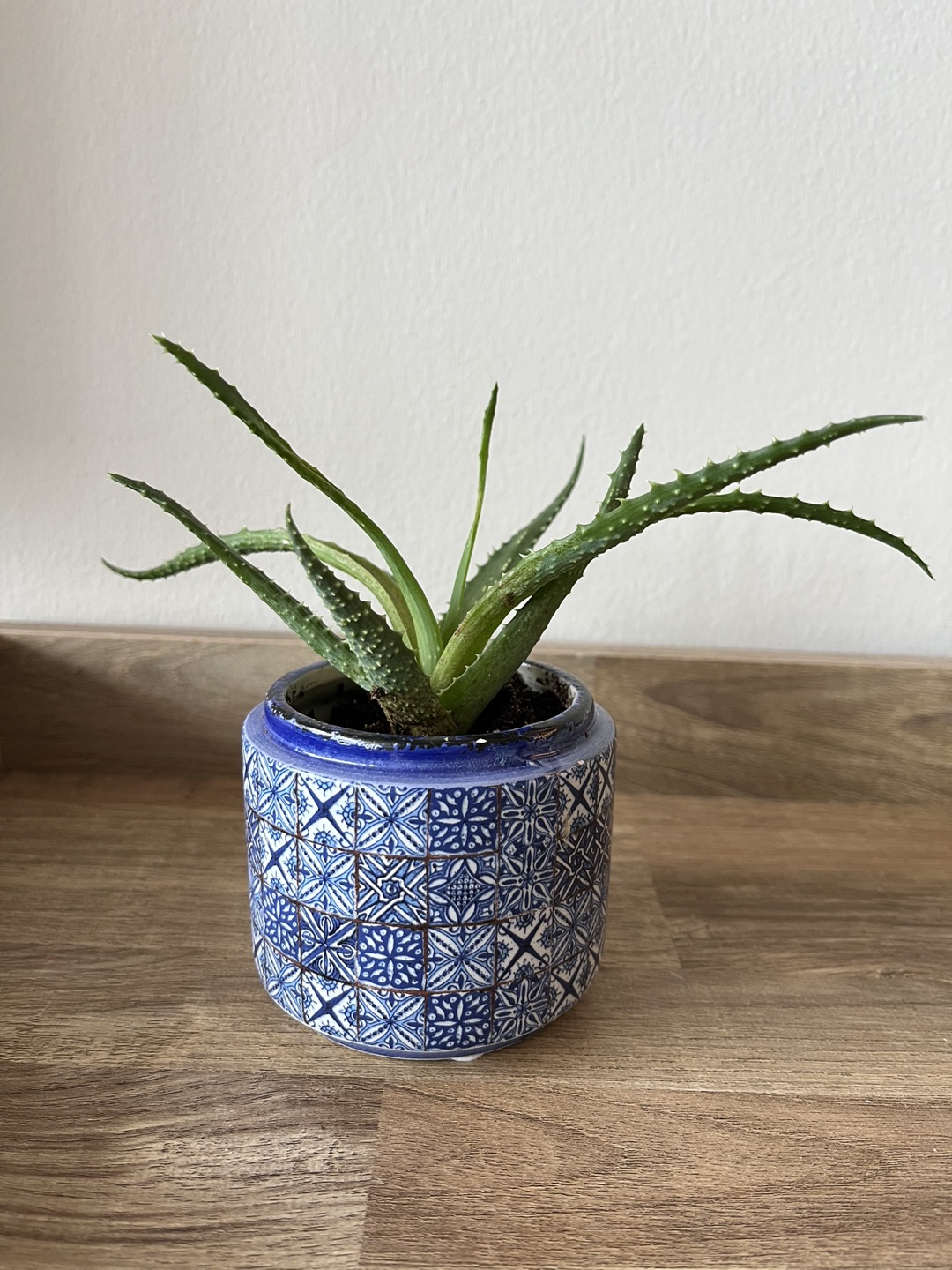 Exotic Aloe in Blue Pot thumbnail