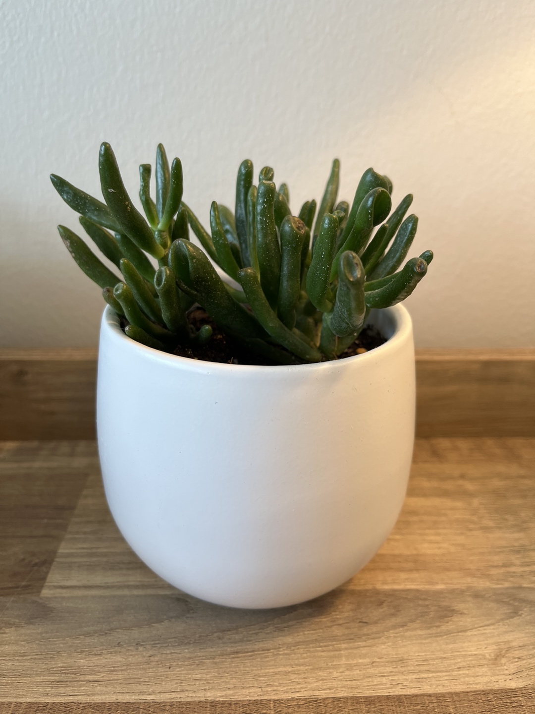 Succulent in White Ceramic Pot - GROWTH thumbnail