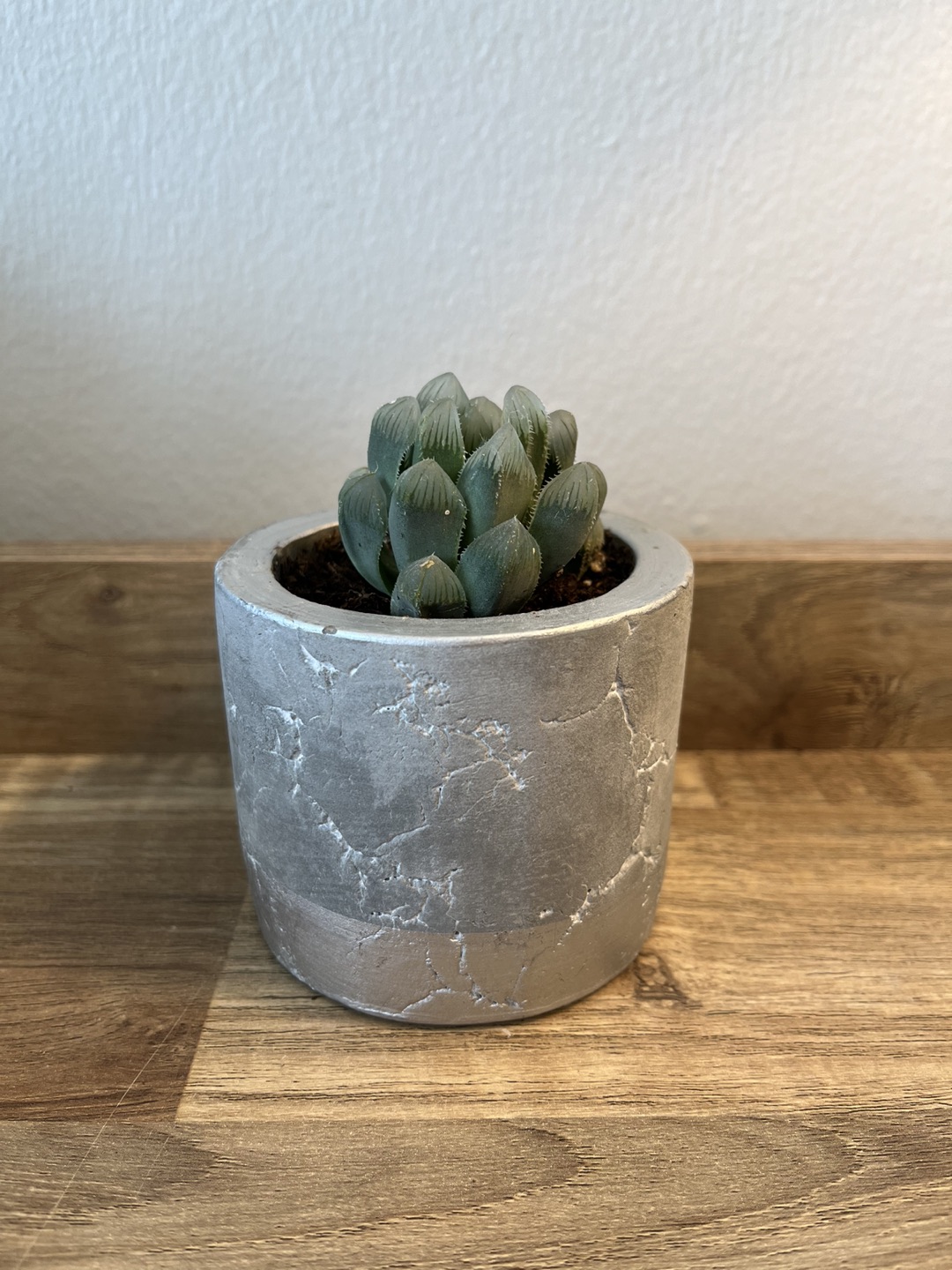 Succulent in Silver Pot thumbnail