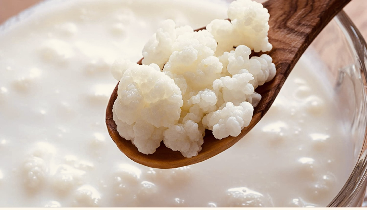 Organic milk kefir grains
