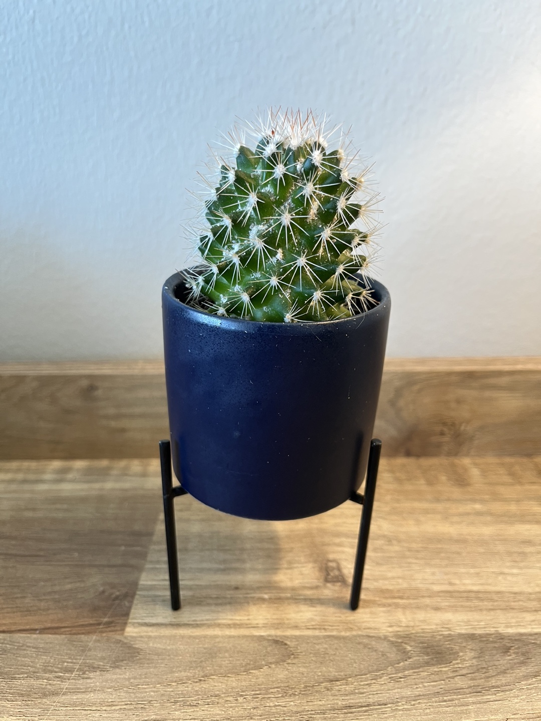 Cactus in Modern Planter thumbnail