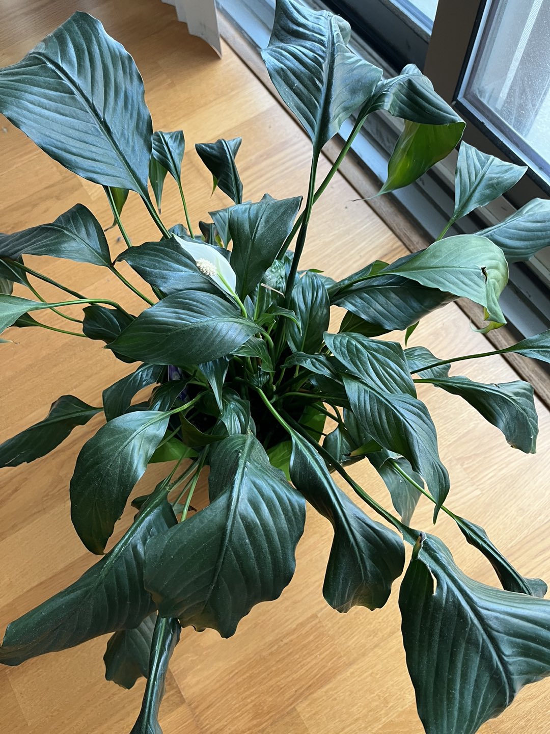 Plants 15 CAD each, 25CAD if you take both - photo 2