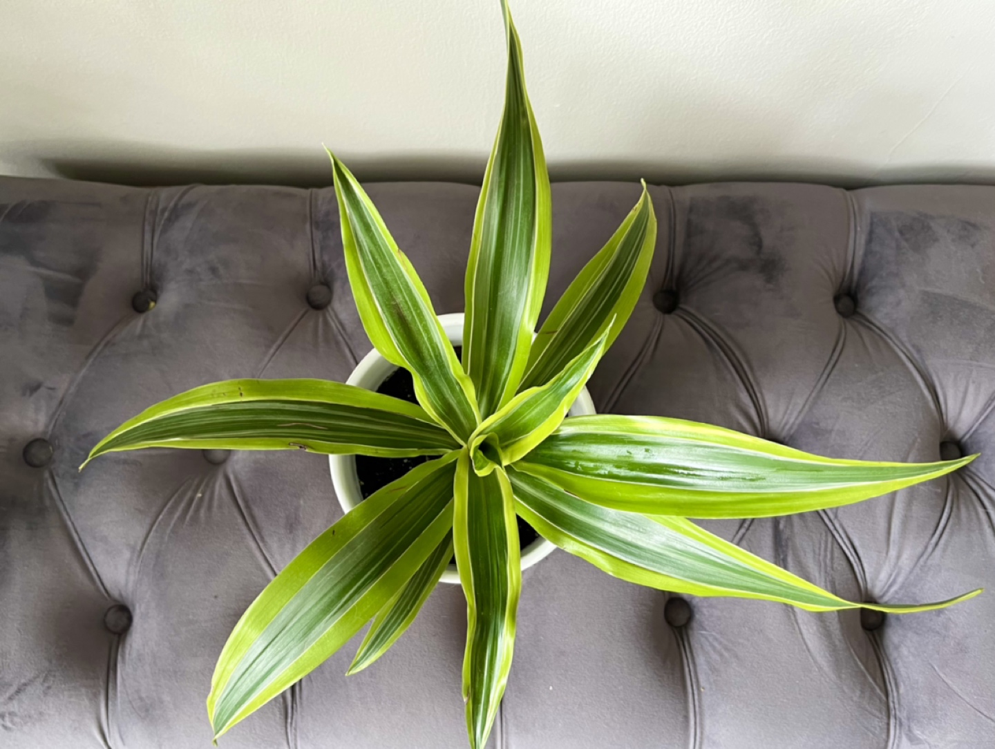 Plant - Modern Pot with Stand - So much Growth! thumbnail