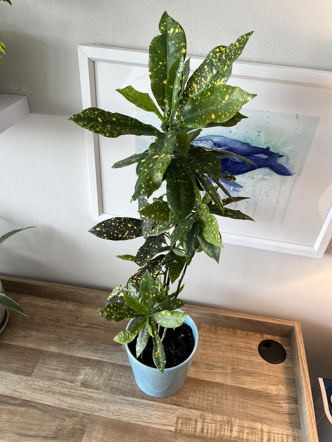 Plants! Tall Croton- Green & Yellow thumbnail