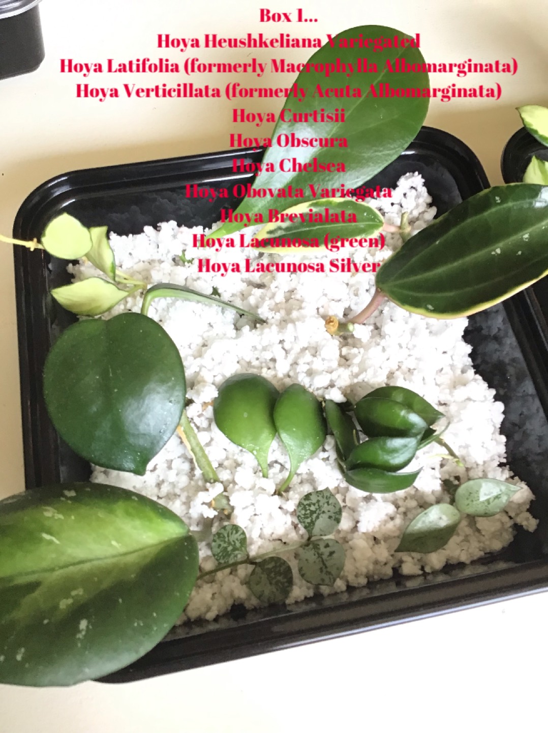 Hoya Prop Box plant bundles - photo 2