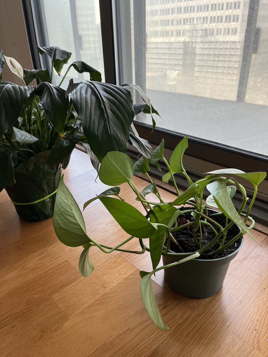 Plants 15 CAD each, 25CAD if you take both - photo 5