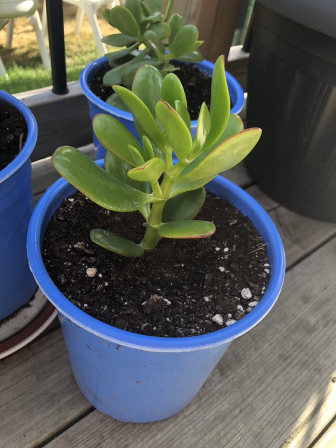 THREE (3) JADE PLANTS - photo 2