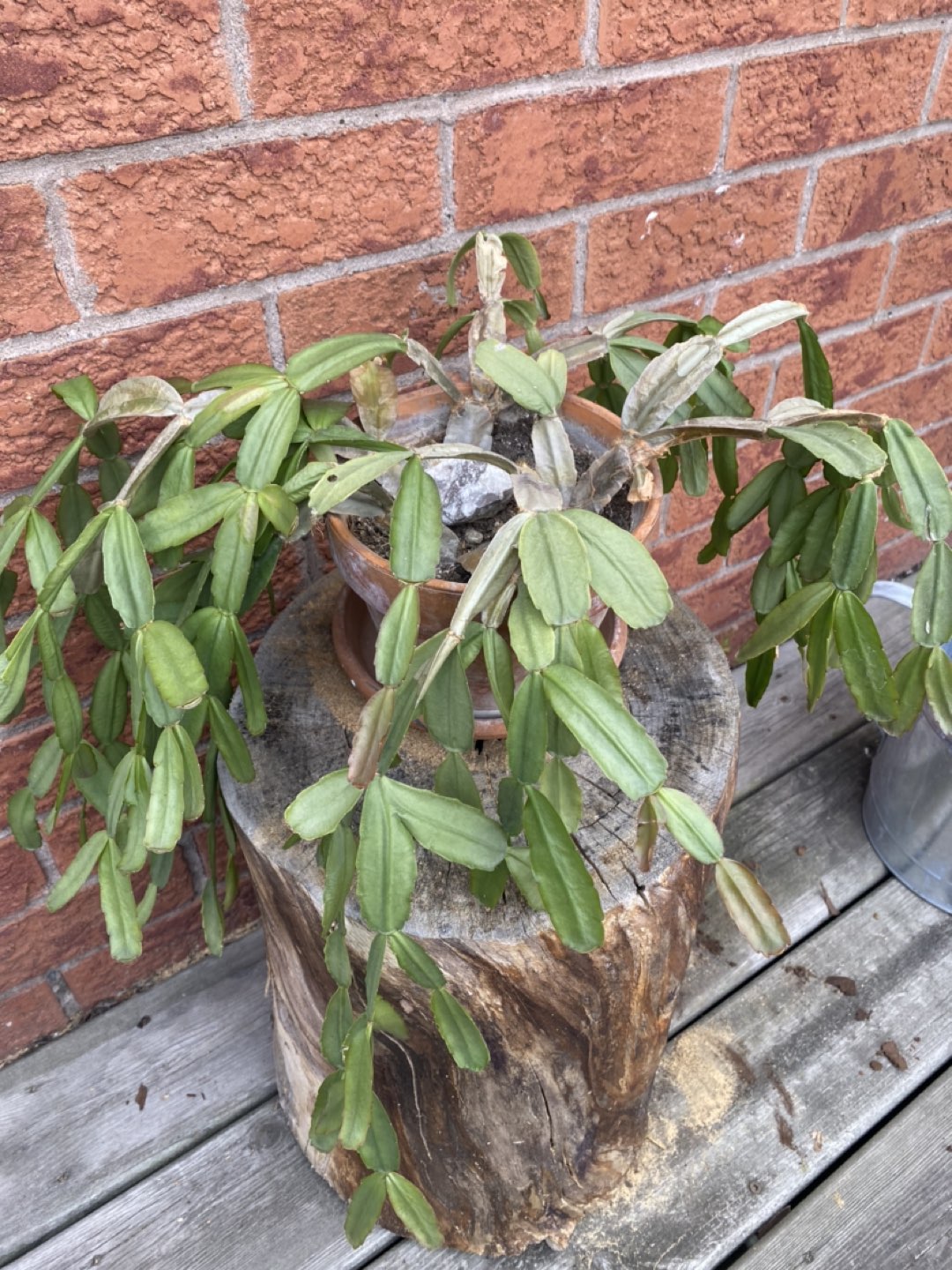 Christmas Cactus