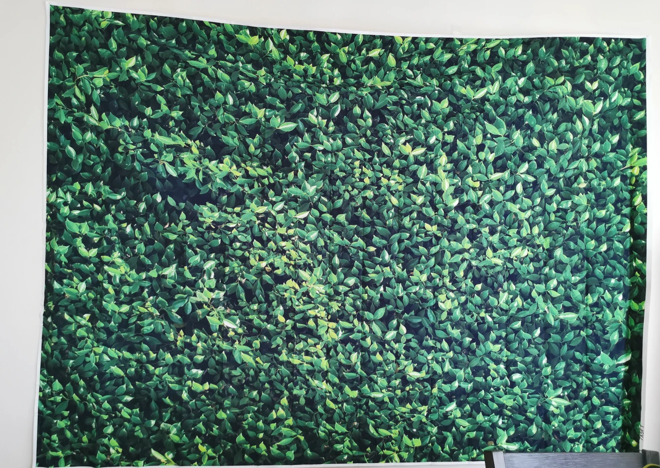 green backdrop