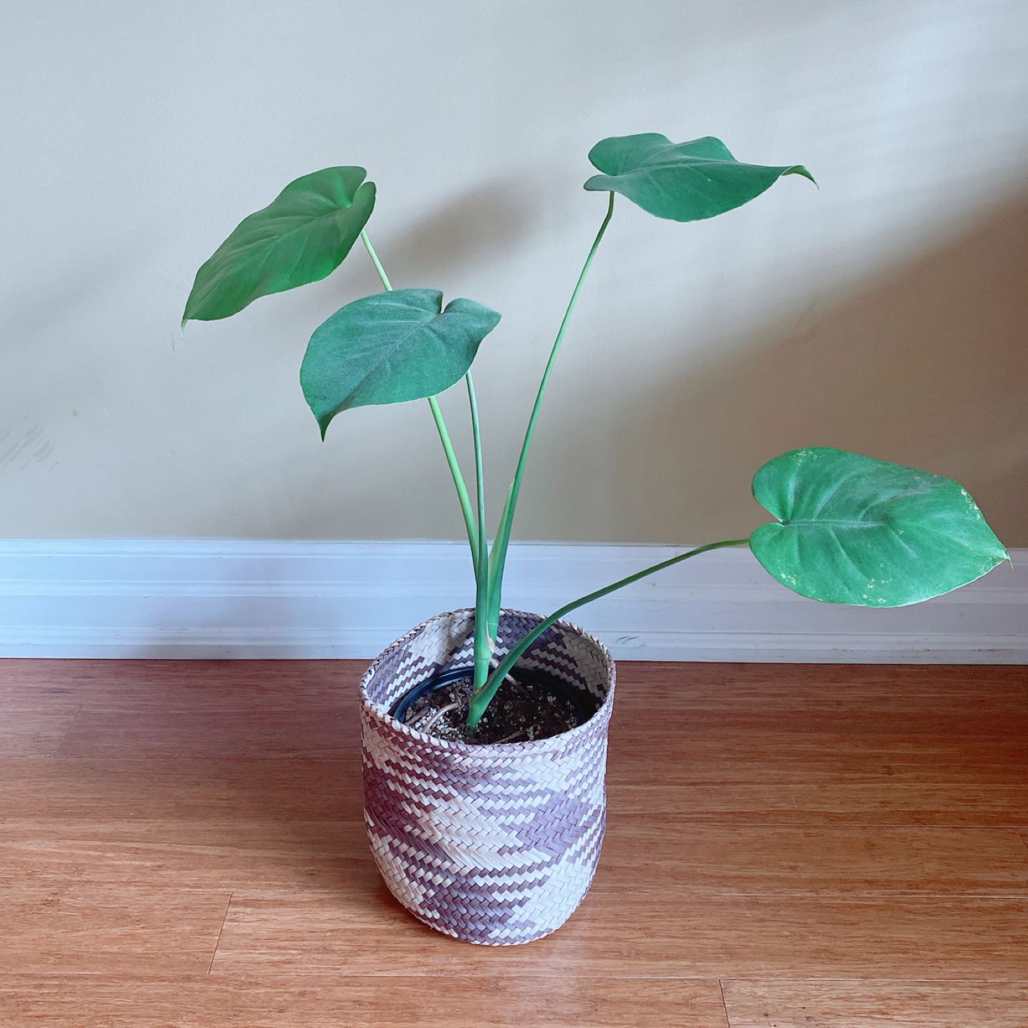 Monstera / Swiss cheese plant