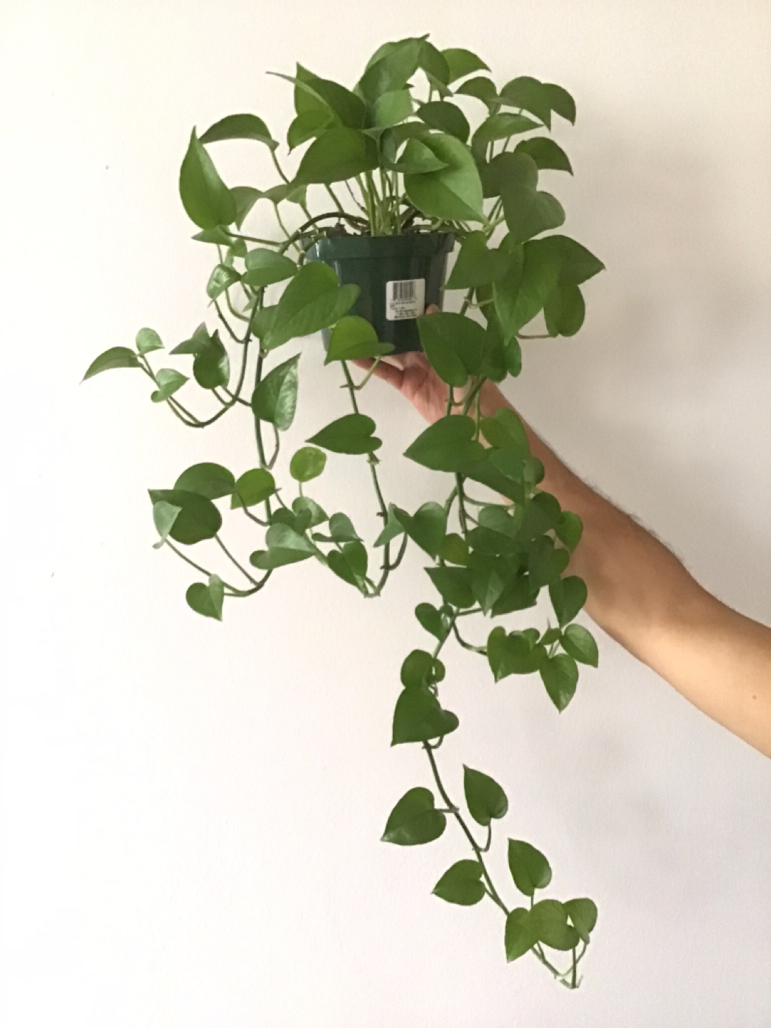 Large Jade Pothos Plant