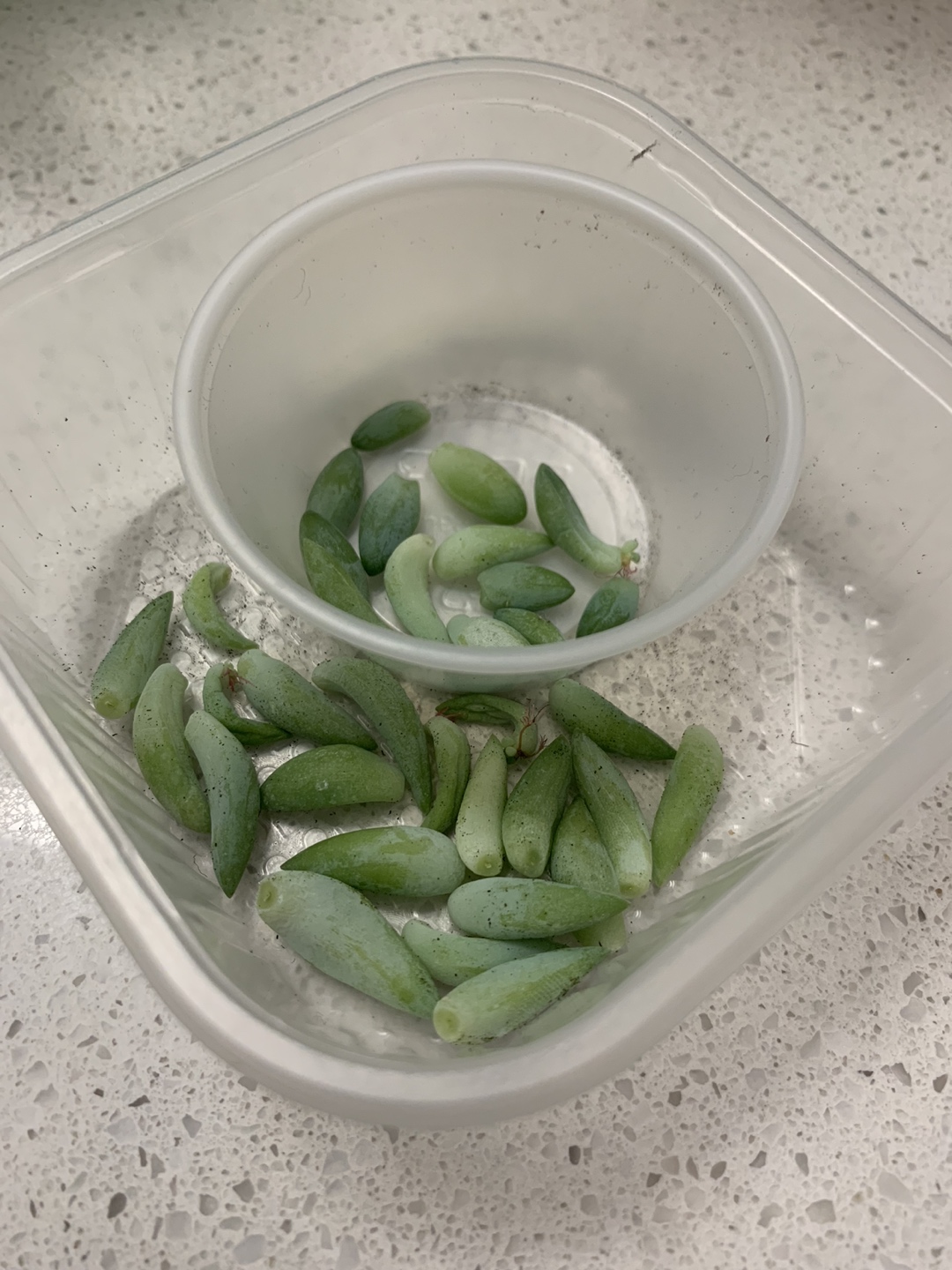 #freecycle Donkey Tail succulent leaves thumbnail