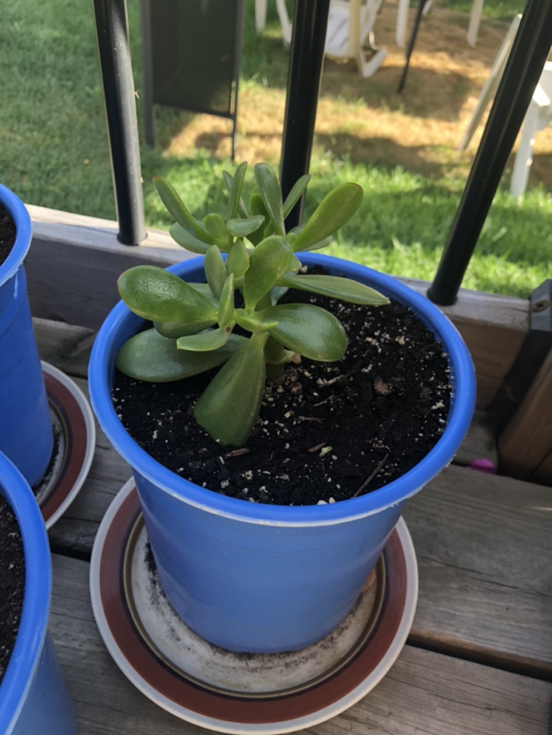 THREE (3) JADE PLANTS