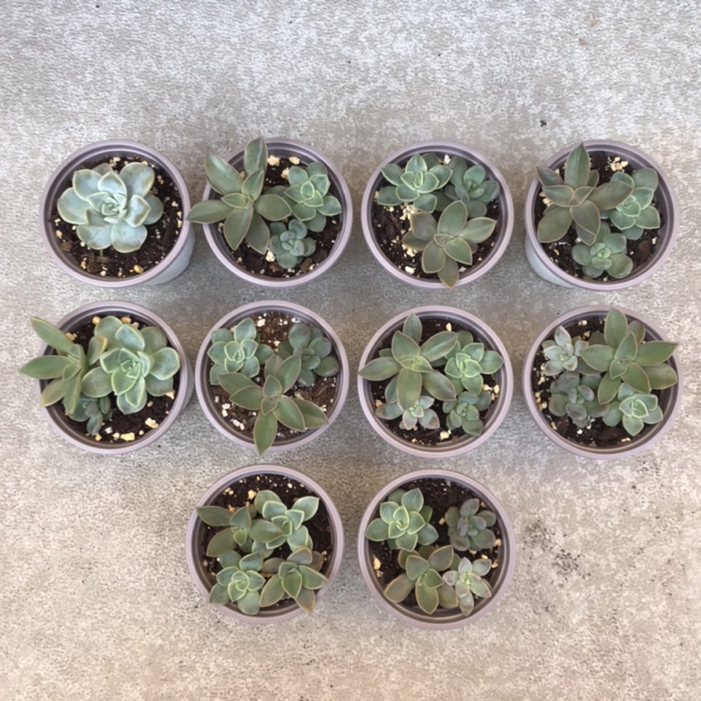 Succulents $3 each / 2 for $5 thumbnail