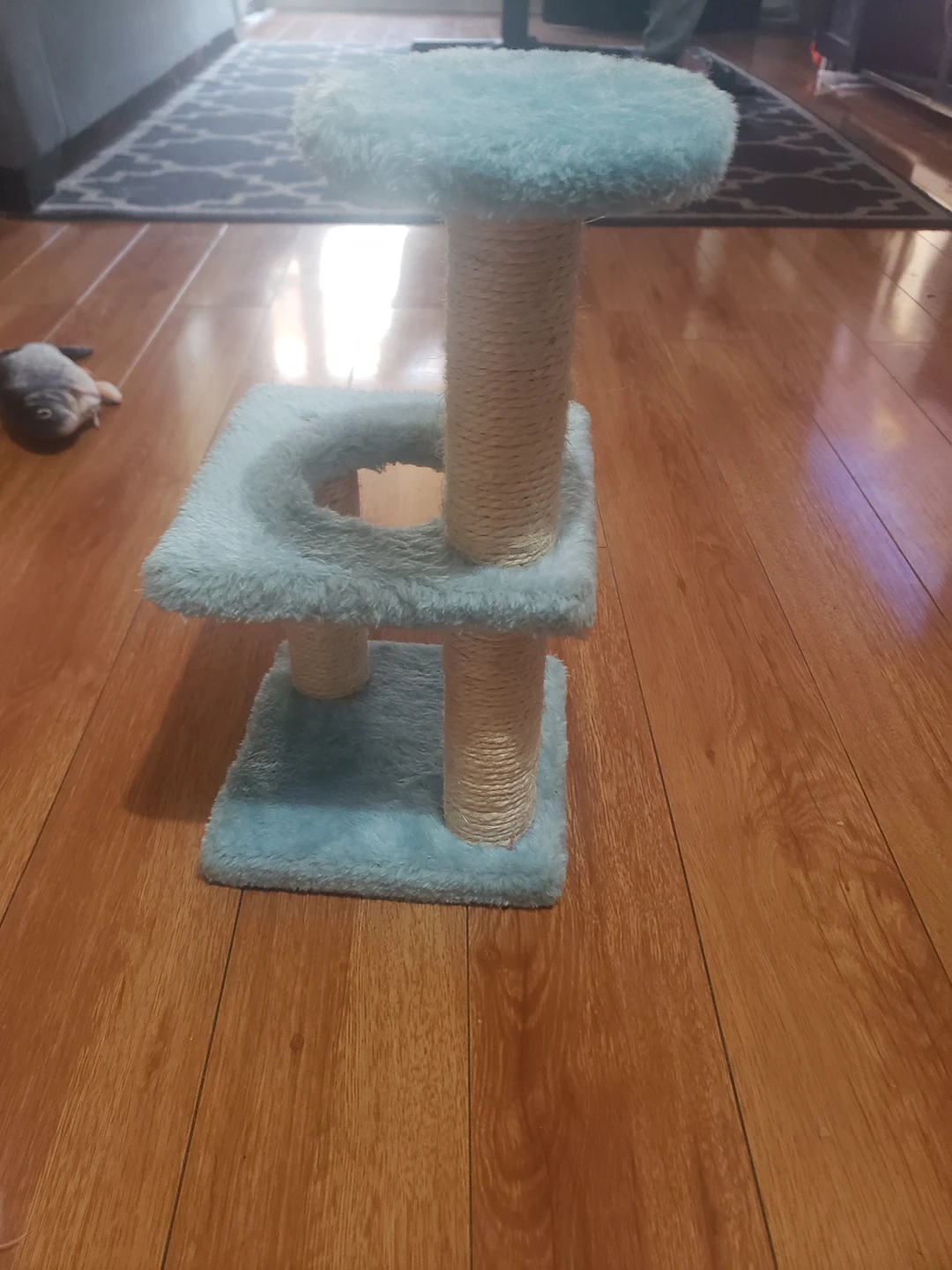 kitten scratch post thumbnail
