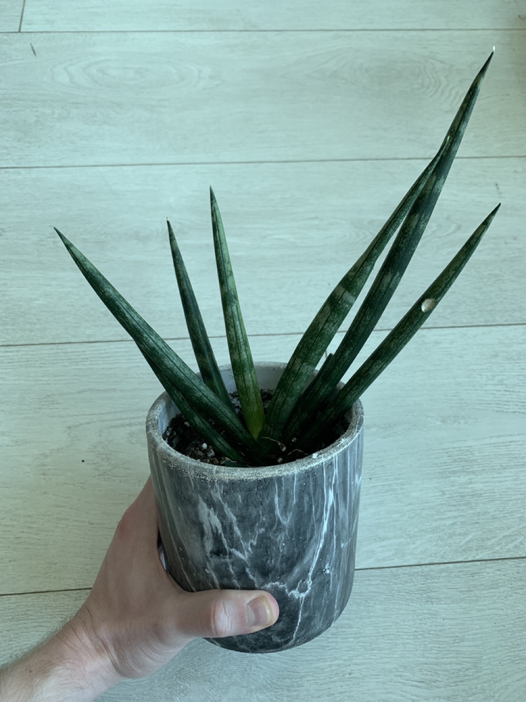 Larger sized Starfish Snake Plant image indicator(2)