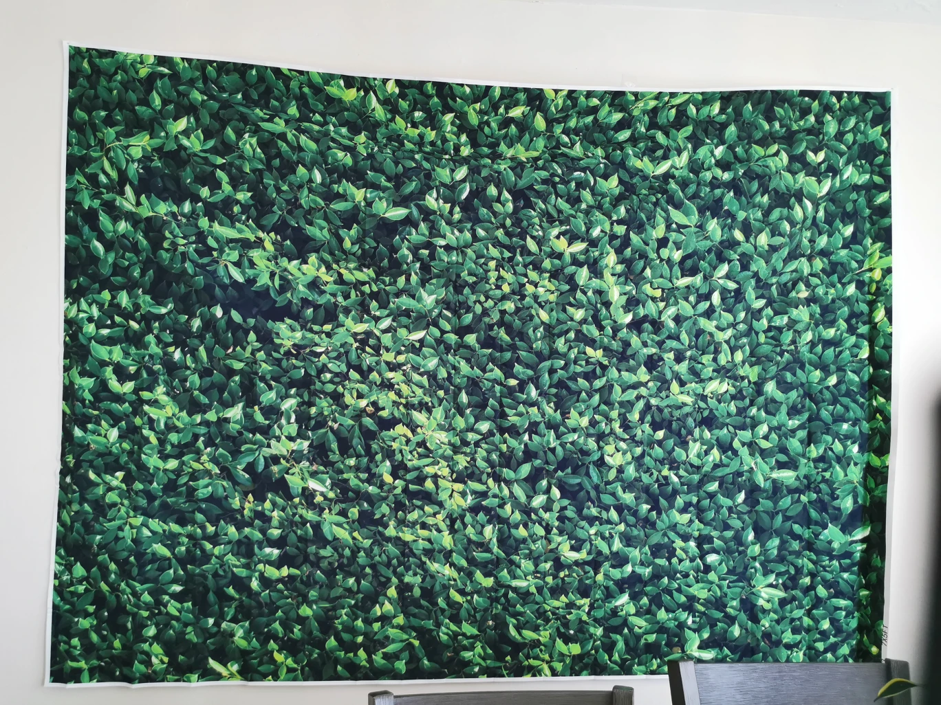 green backdrop - photo 2