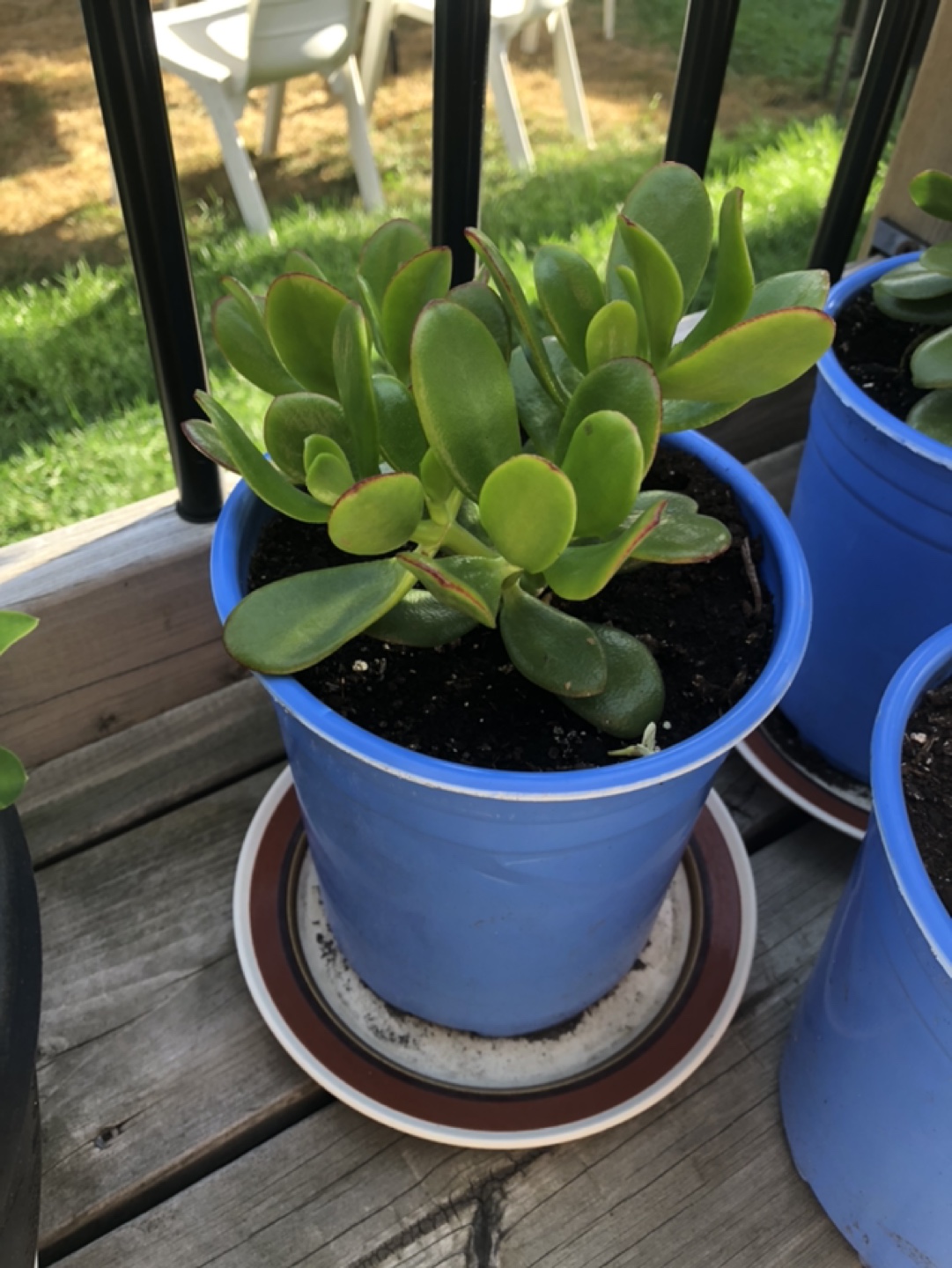 THREE (3) JADE PLANTS - photo 3