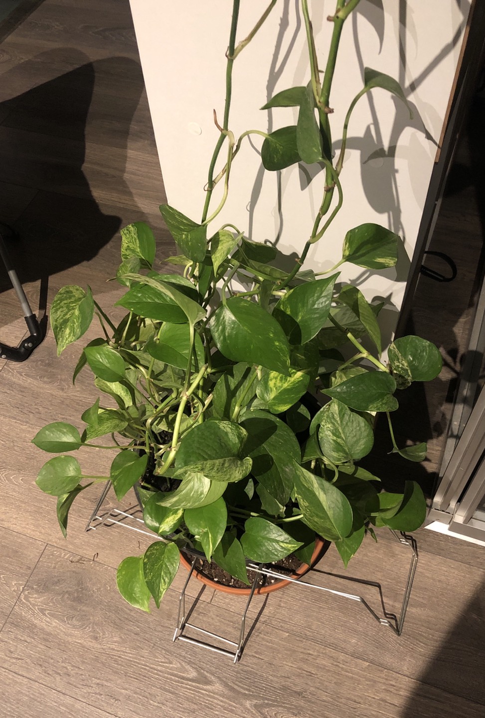 Plant image indicator(2)