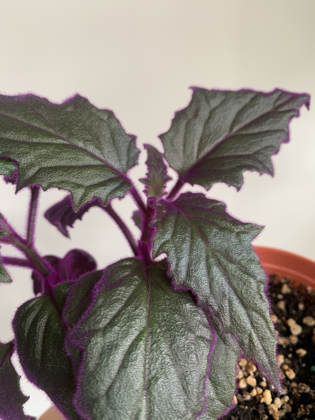 #freecycle Purple passion plant thumbnail