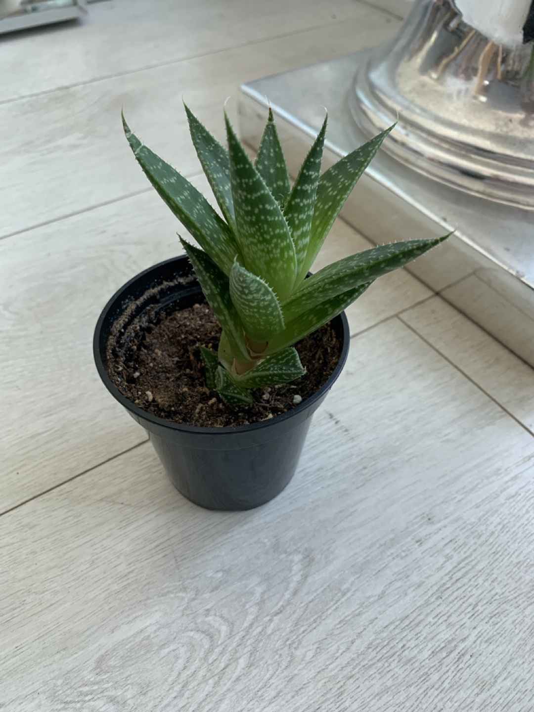 Tiger Aloe image indicator(3)