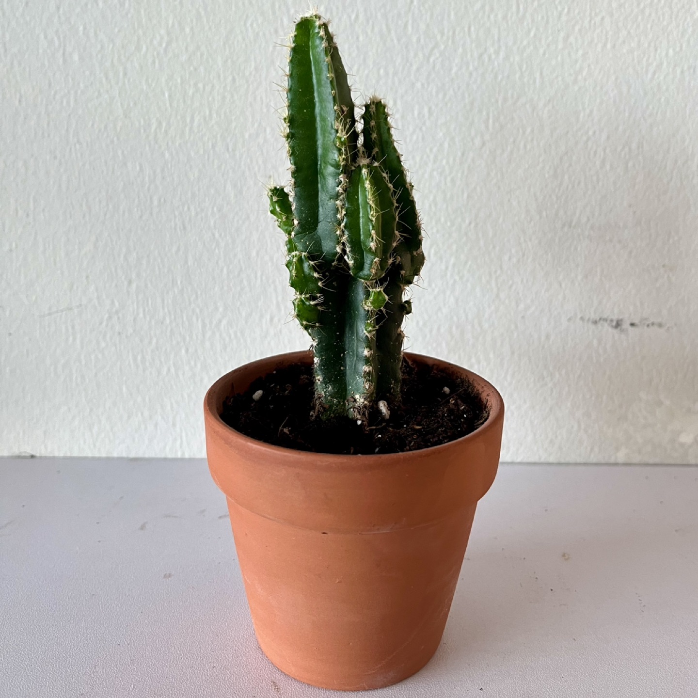 Cactus- a customer fav! thumbnail