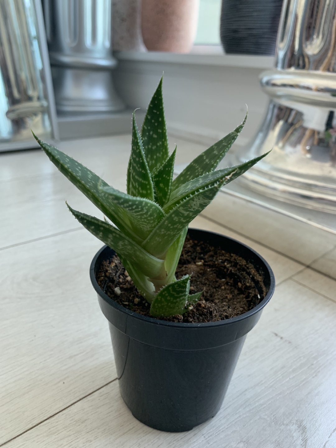 Tiger Aloe image indicator(2)